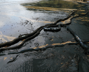 How Do Oil Spills Harm Wildlife?