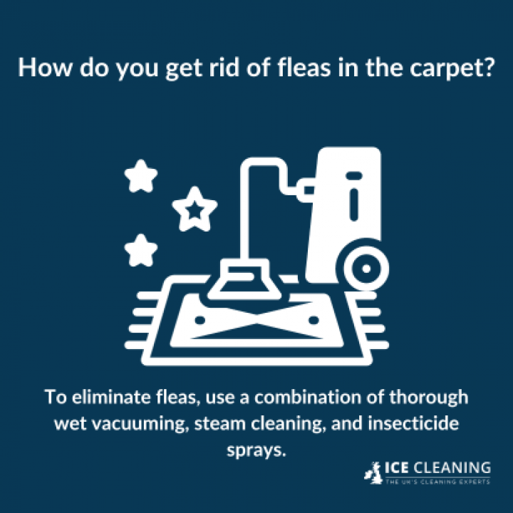 How To Get Rid Of Flea Infestation In Carpet