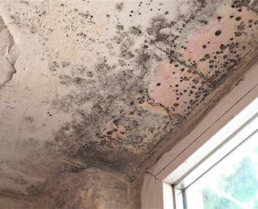 How To Remove Black Mould