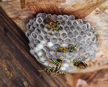 What Attracts Wasps To Nest In Homes?