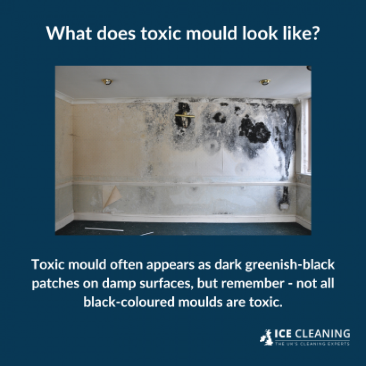 What Does Toxic Mould Look Like