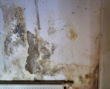 When Does Mould Become Dangerous?