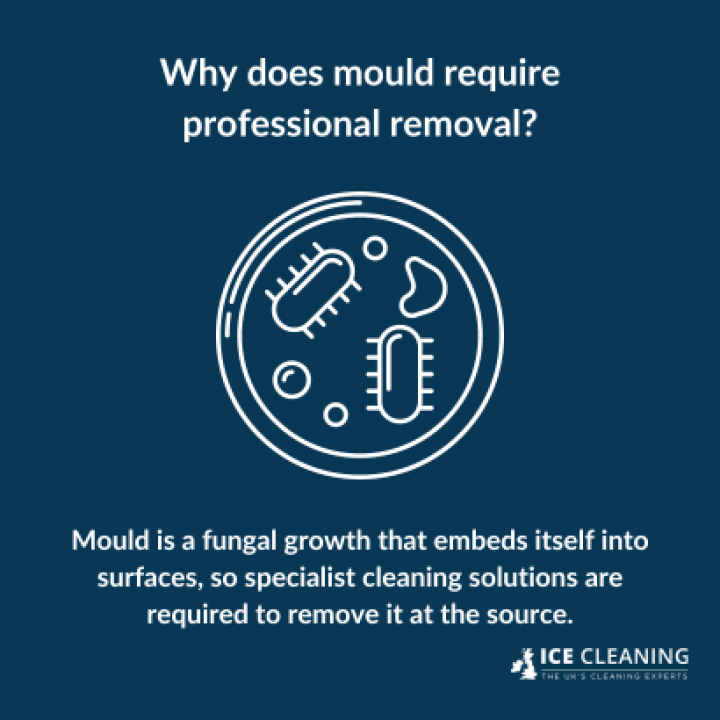 Why Mould Cleaning Products Do Not Work